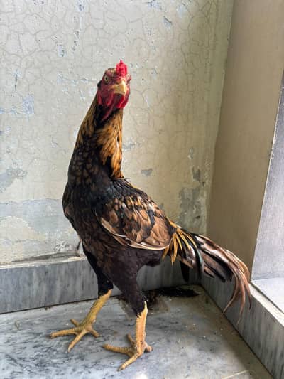 Quality bird for sale