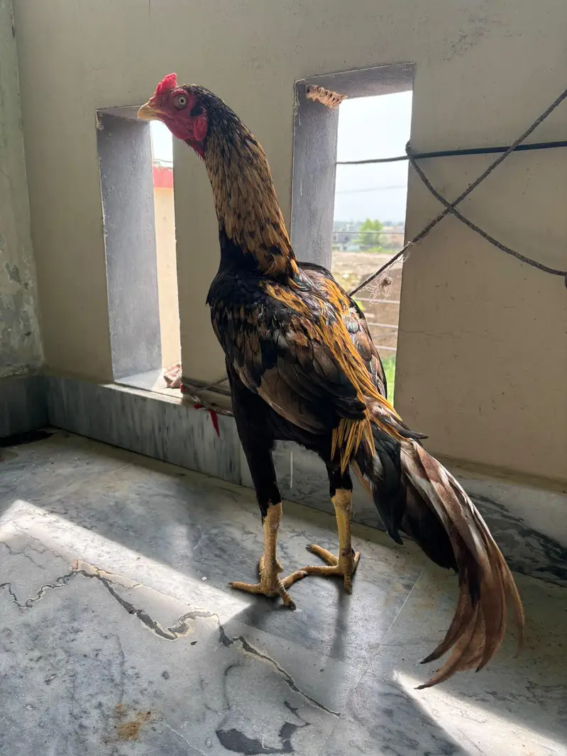 Quality bird for sale — photo 2