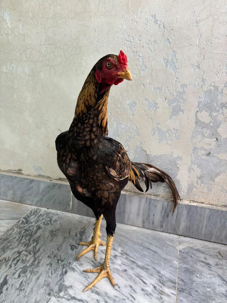 Quality bird for sale — photo 3