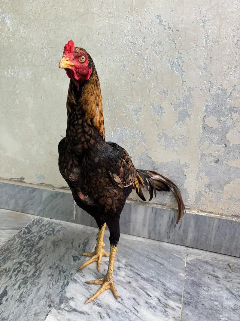 Quality bird for sale — photo 4
