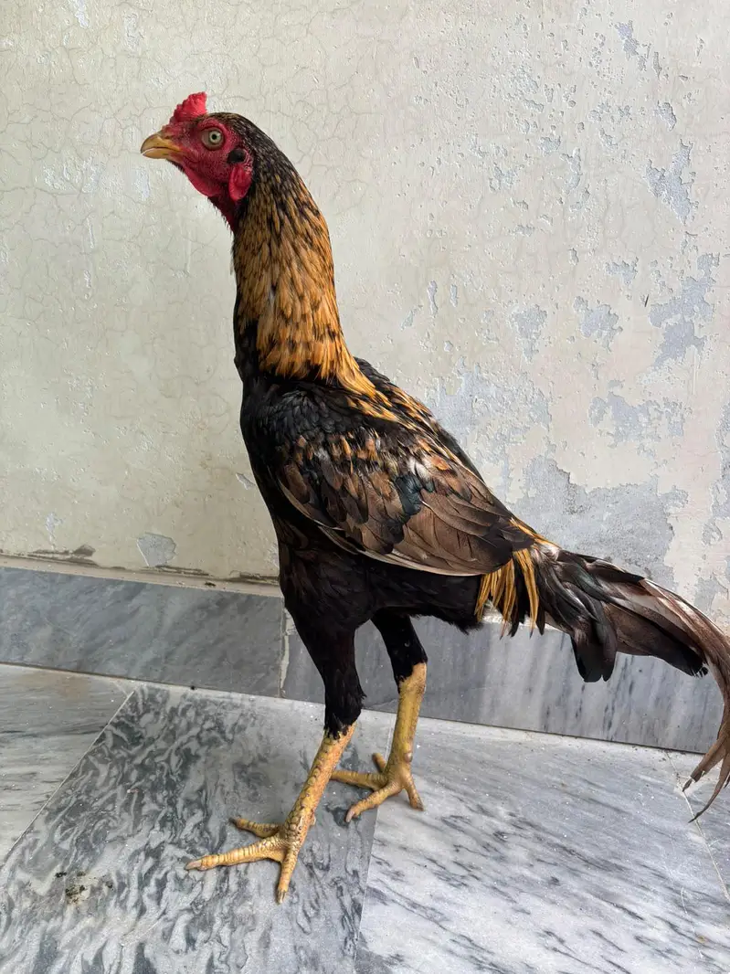 Quality bird for sale — photo 5