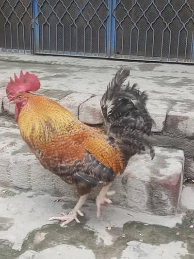 golden desi Murgha full active