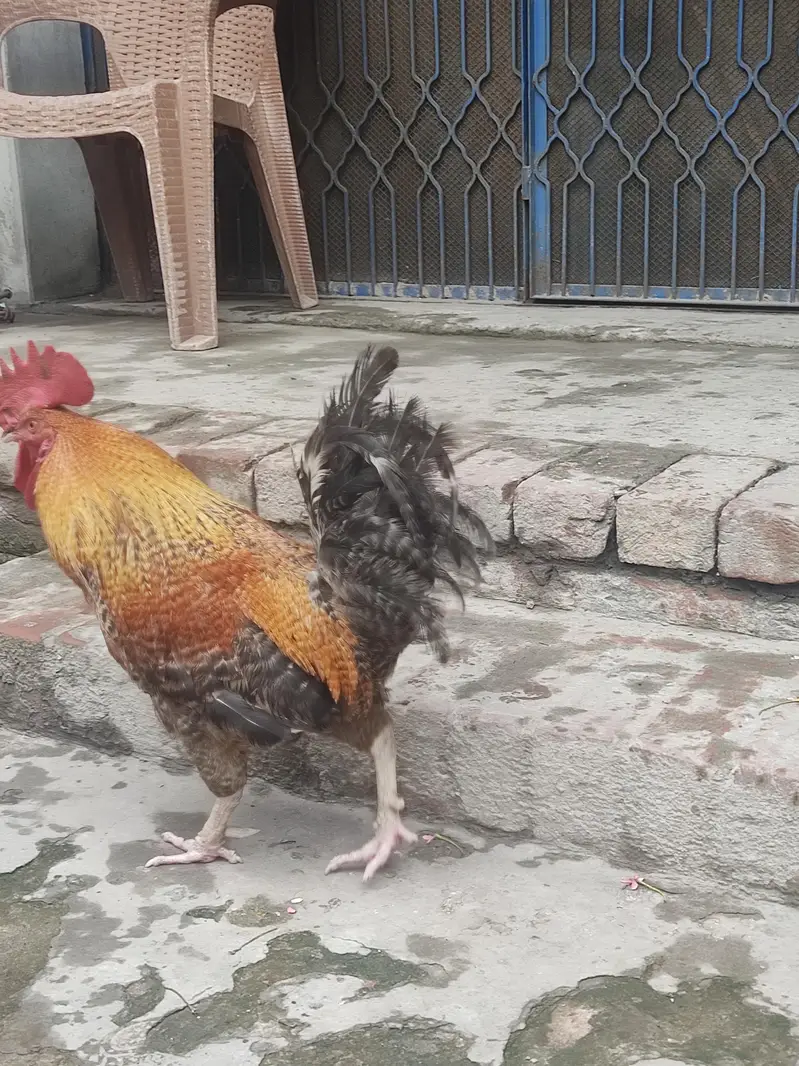 golden desi Murgha full active — photo 4