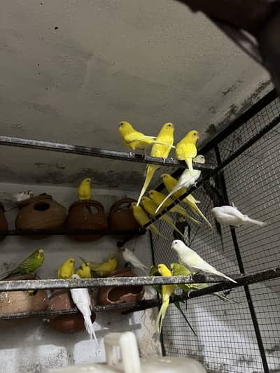 budgies colony