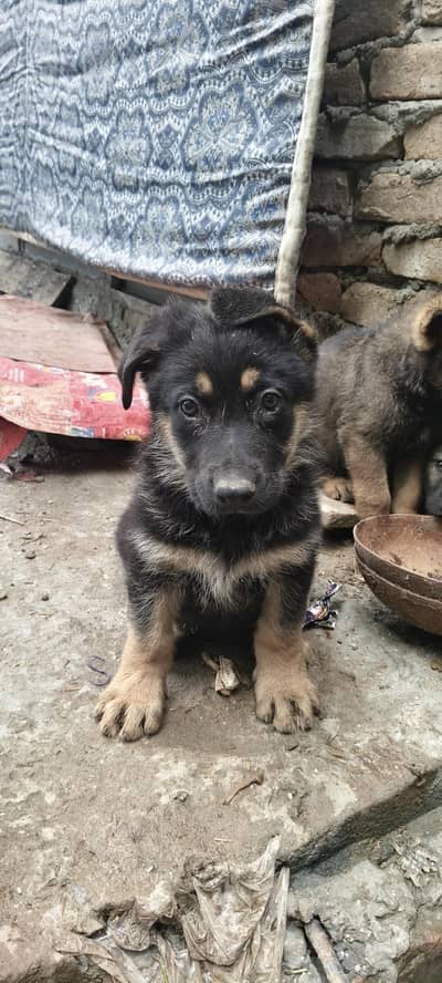 Pure working line ddr german shepard pupies available sable and bi col
