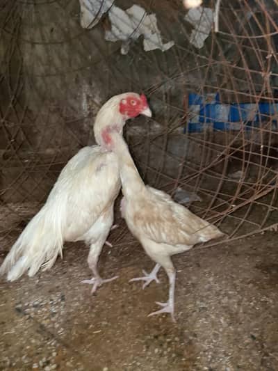 heera breader pair