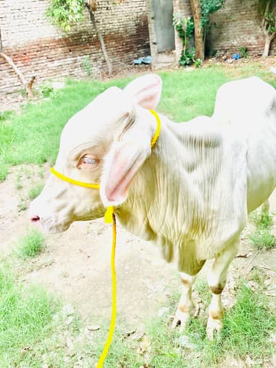 Full White Bacha Eyes Bhi White