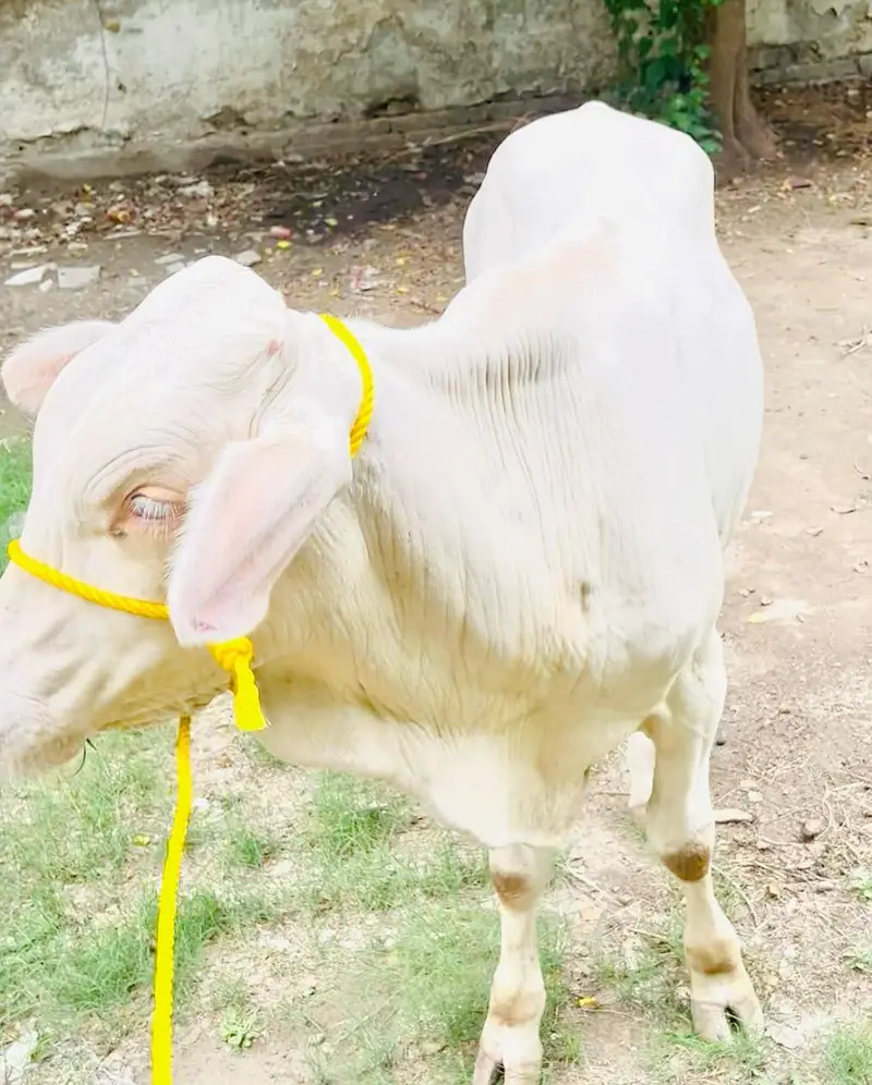 Full White Bacha Eyes Bhi White — photo 3