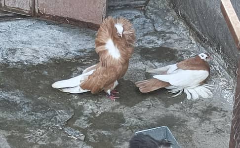 Jacobin breeder pair
