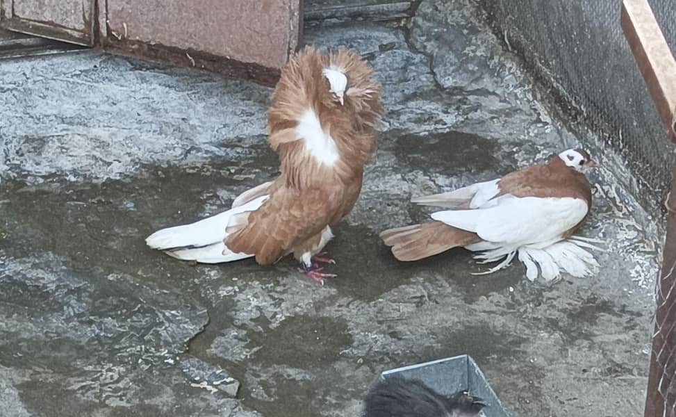 Jacobin breeder pair 0