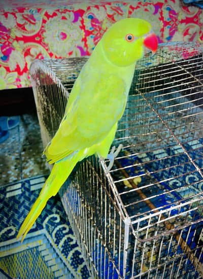 Parrot with cage