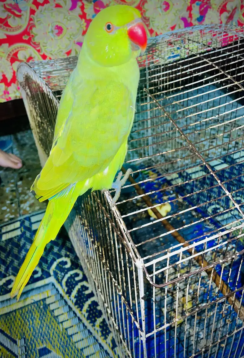 Parrot with cage — photo 2