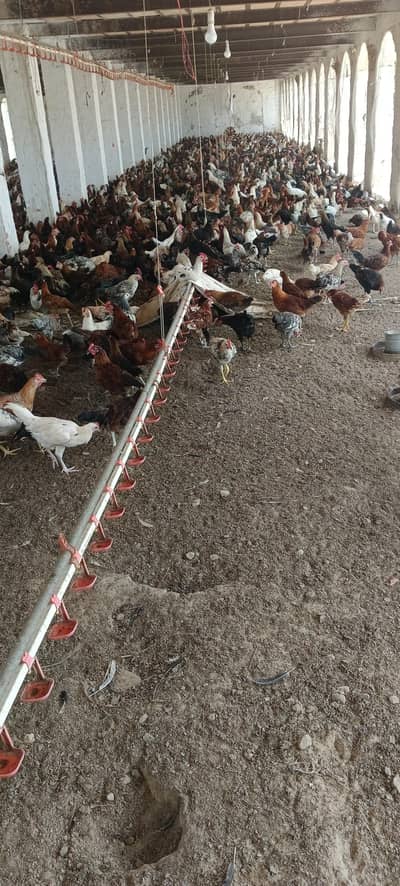 hens fresh