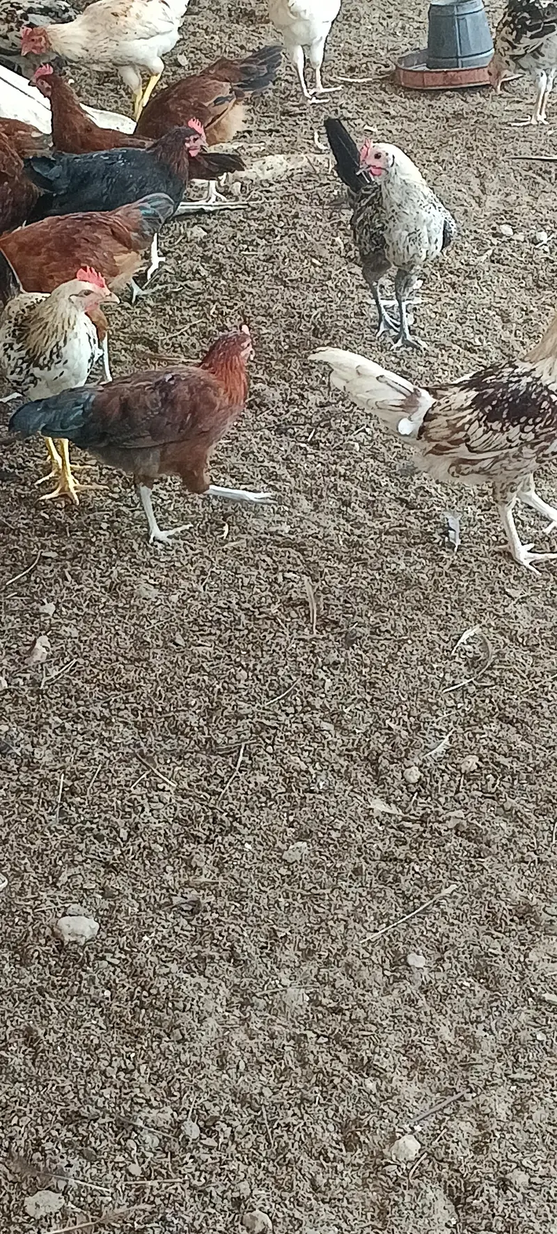hens fresh — photo 2