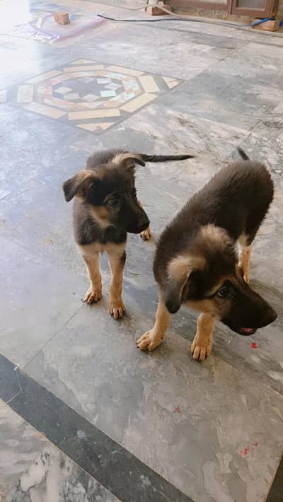 German shepherd pair of puppies 03327776999,03335541753