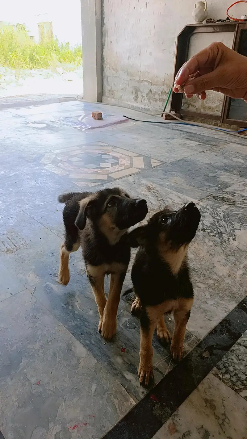 German shepherd pair of puppies 03327776999,03335541753 — photo 2