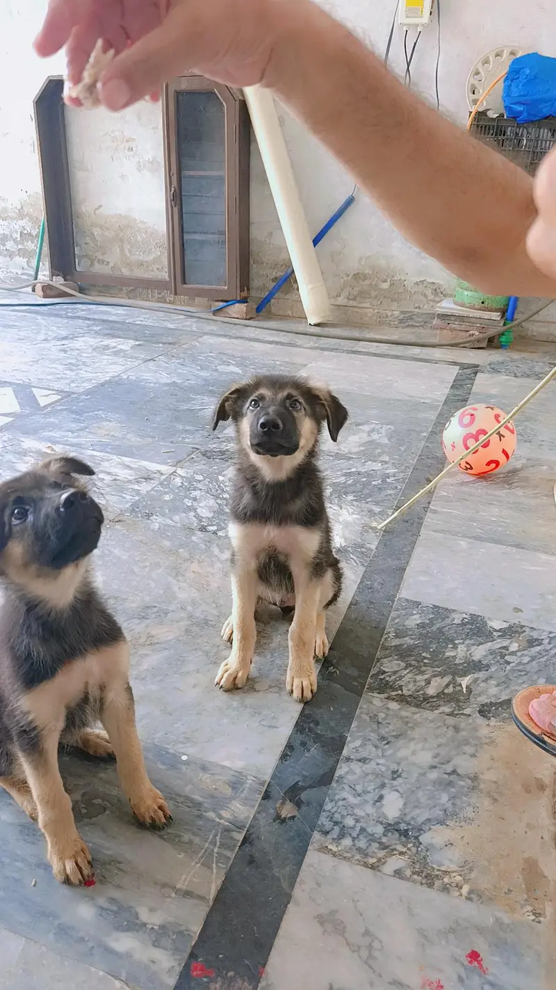 German shepherd pair of puppies 03327776999,03335541753 — photo 3