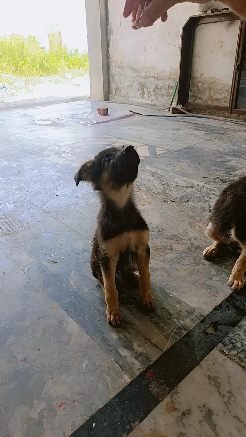German shepherd pair of puppies 03327776999,03335541753 — photo 4