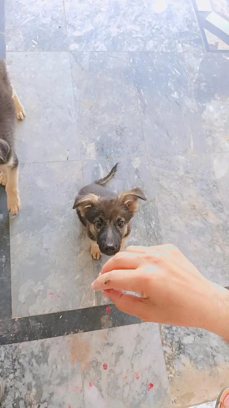 German shepherd pair of puppies 03327776999,03335541753 — photo 5