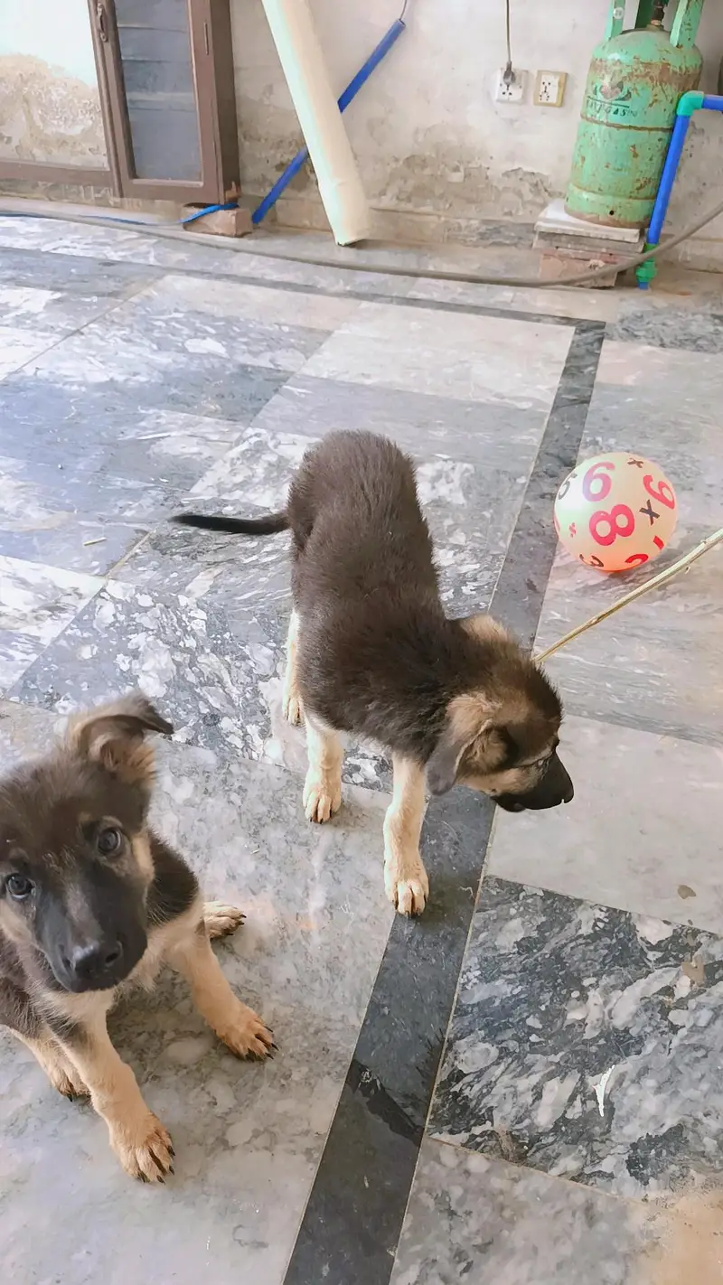 German shepherd pair of puppies 03327776999,03335541753 — photo 6