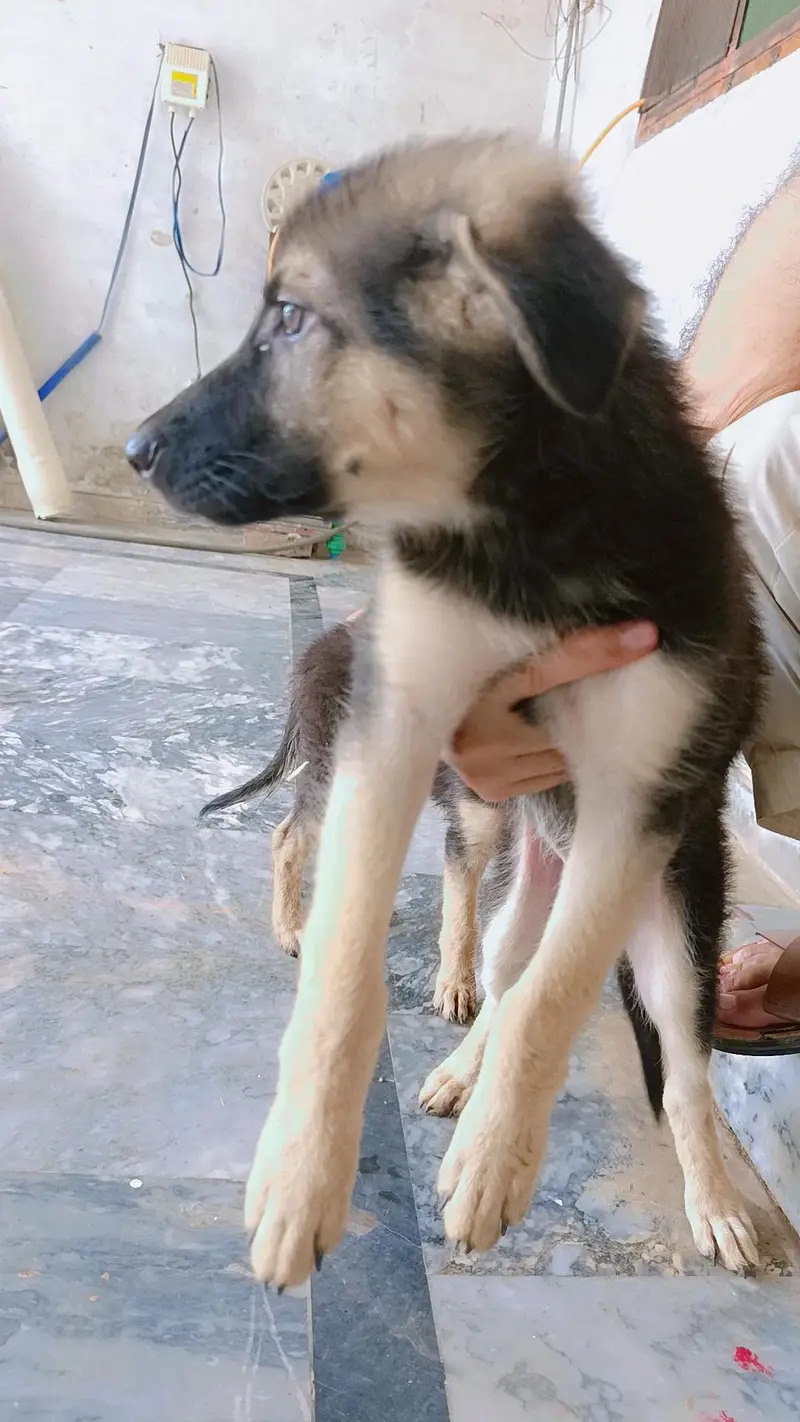 German shepherd pair of puppies 03327776999,03335541753 — photo 7
