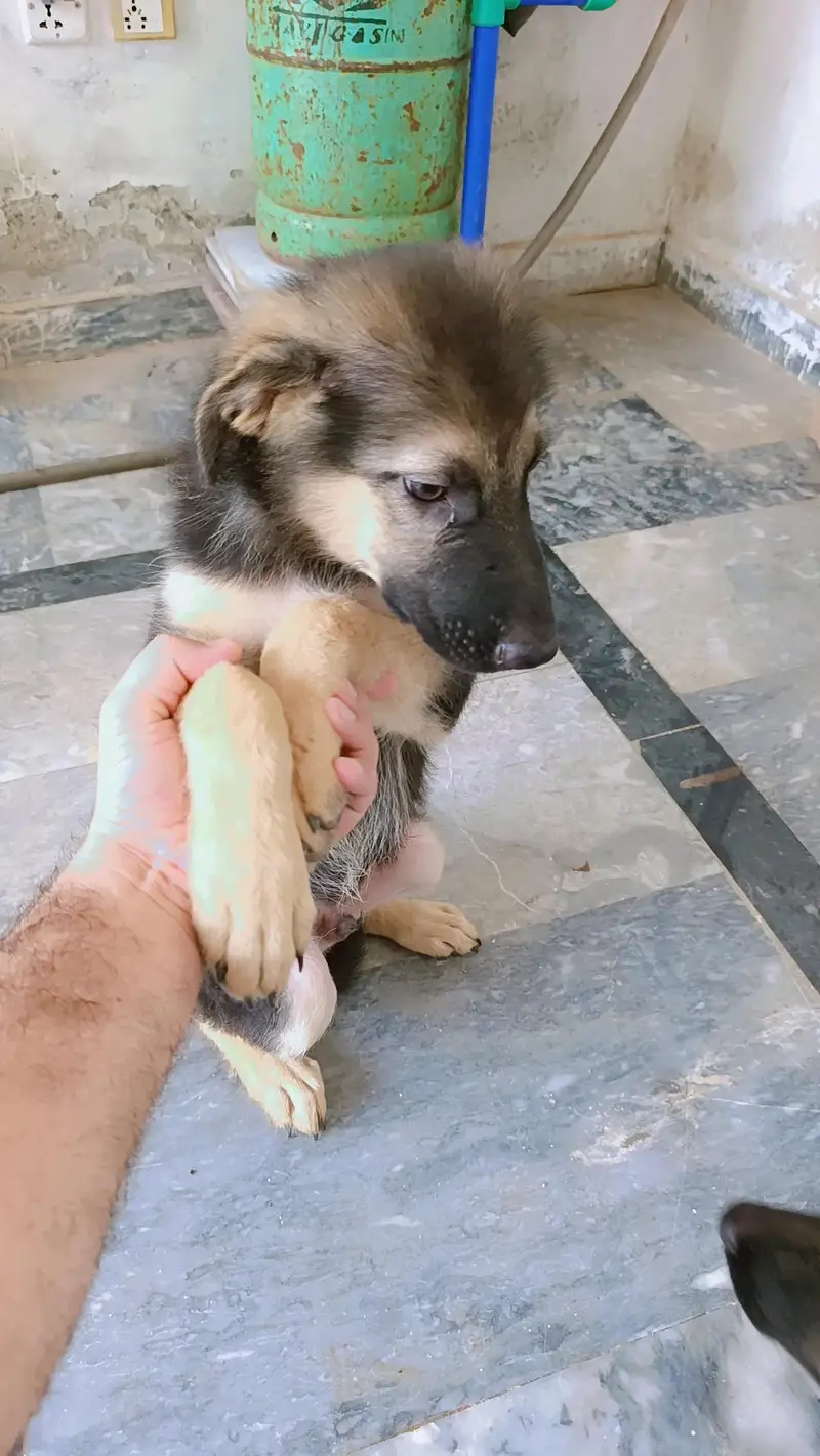 German shepherd pair of puppies 03327776999,03335541753 — photo 8