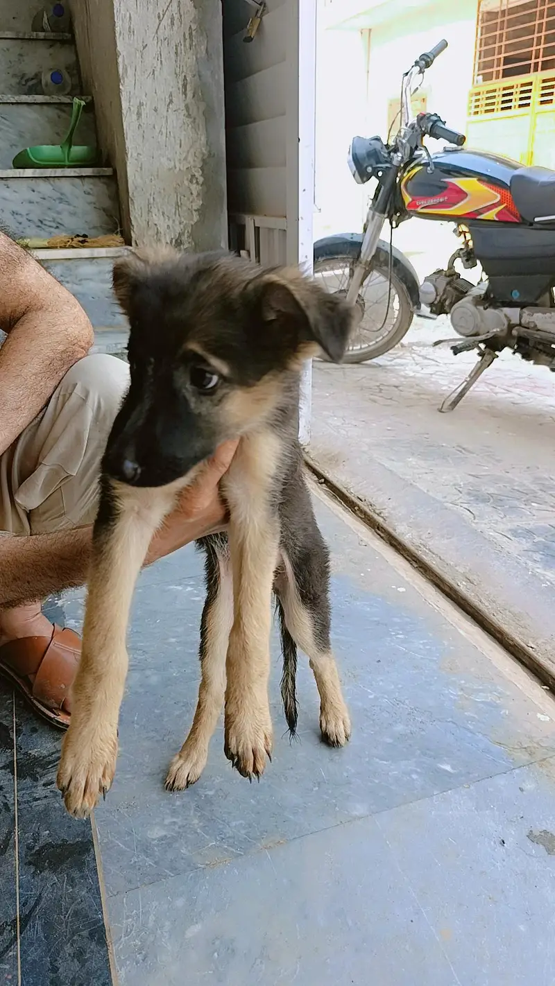 German shepherd pair of puppies 03327776999,03335541753 — photo 9