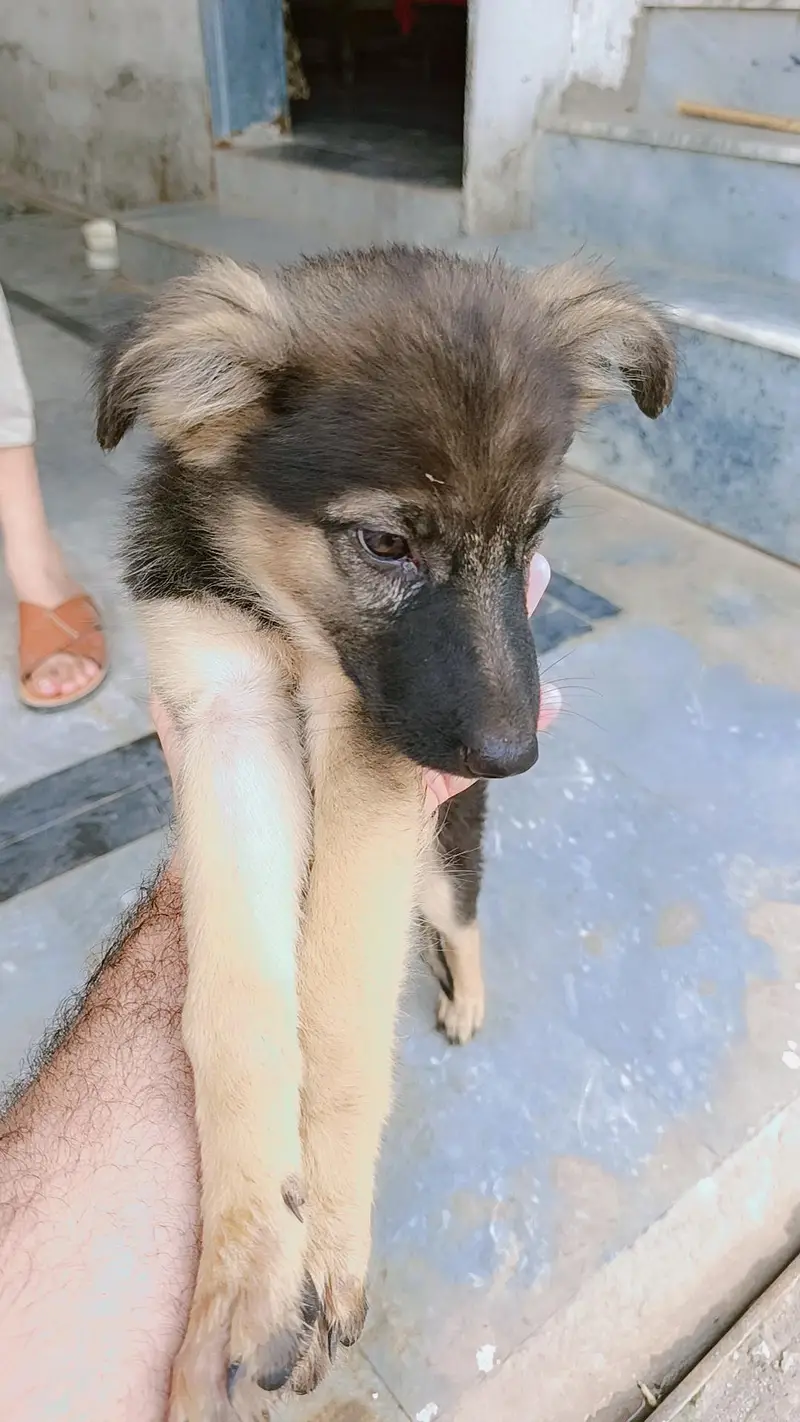 German shepherd pair of puppies 03327776999,03335541753 — photo 10