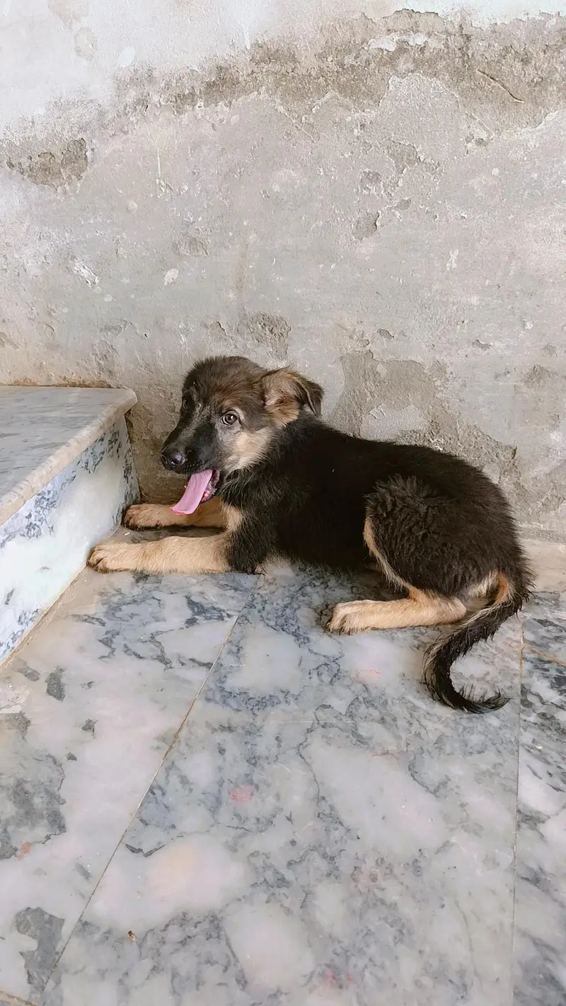 German shepherd pair of puppies 03327776999,03335541753 — photo 11