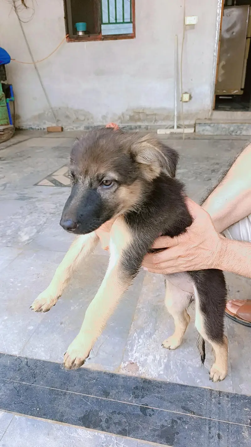 German shepherd pair of puppies 03327776999,03335541753 — photo 12