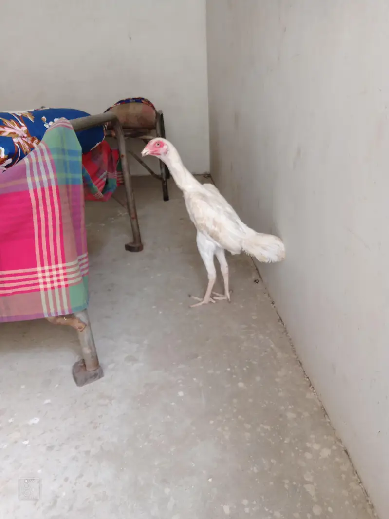 King size o shamo female || Shamo patha ha gahr ka pala howa active. — photo 2