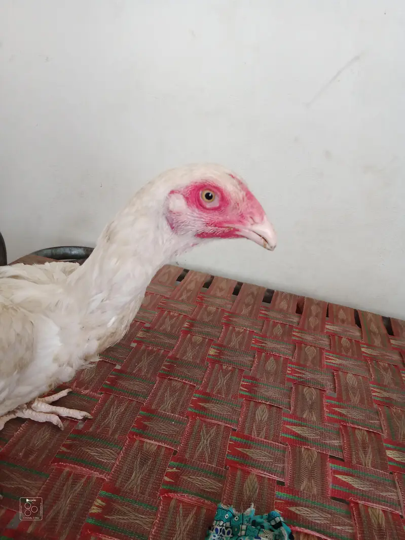 King size o shamo female || Shamo patha ha gahr ka pala howa active. — photo 3