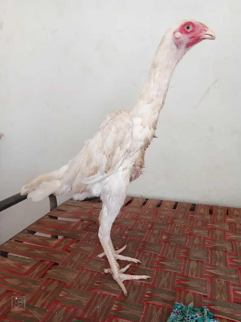 King size o shamo female || Shamo patha ha gahr ka pala howa active. — photo 5