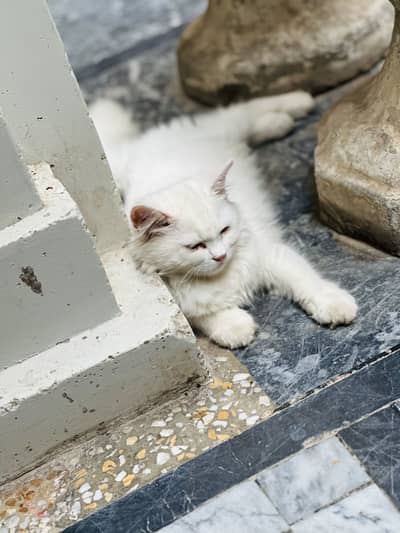 Persion cat