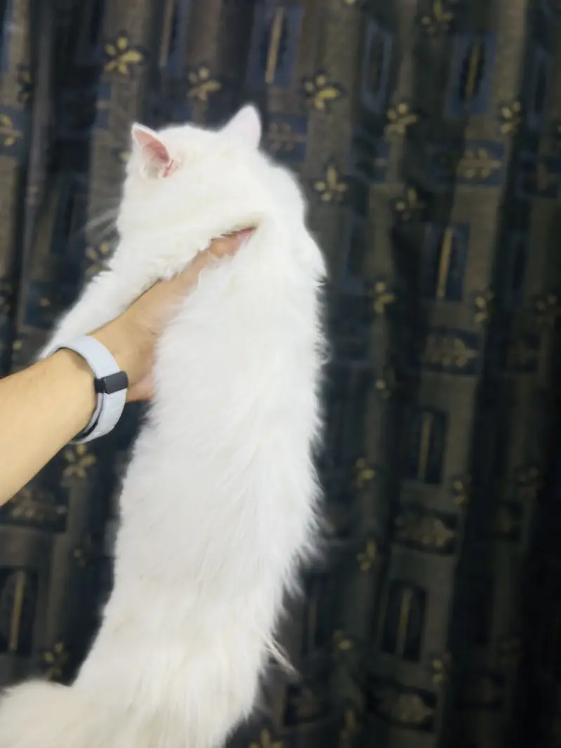 Persion cat — photo 2