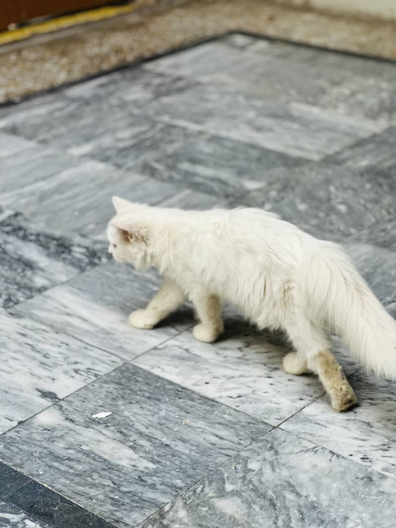 Persion cat 2