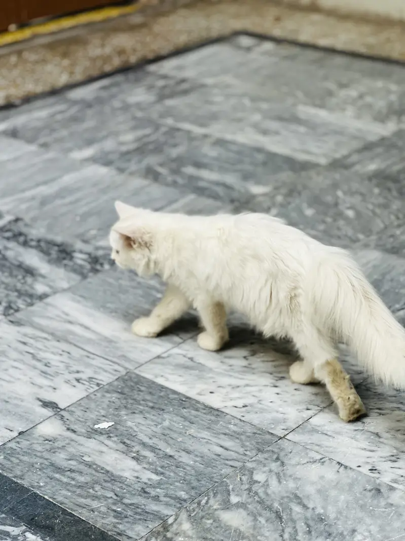 Persion cat — photo 3