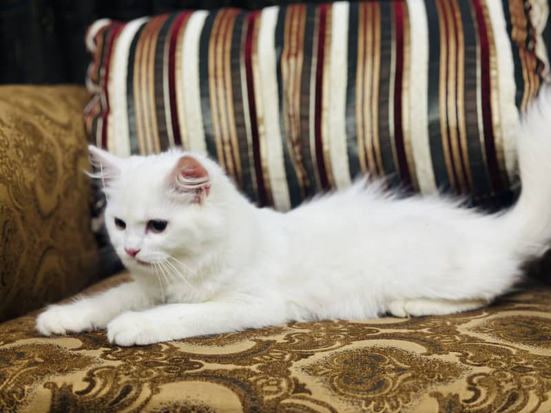 Persion cat 3