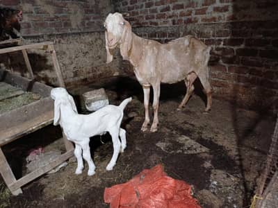 goats for sale what'saap 03155070357