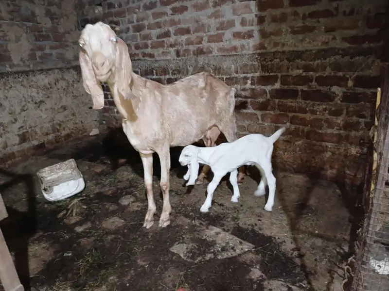 goats for sale what'saap 03155070357 — photo 2