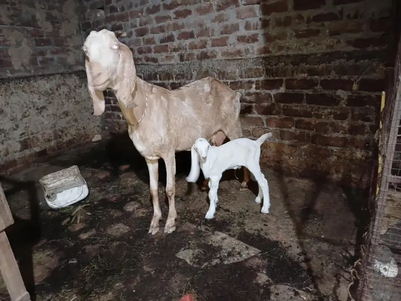 goats for sale what'saap 03155070357 — photo 3