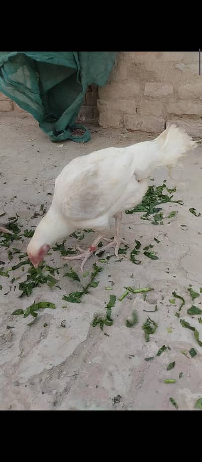 0332-5888301 Pure Quaranteed Heera Hen for sale
