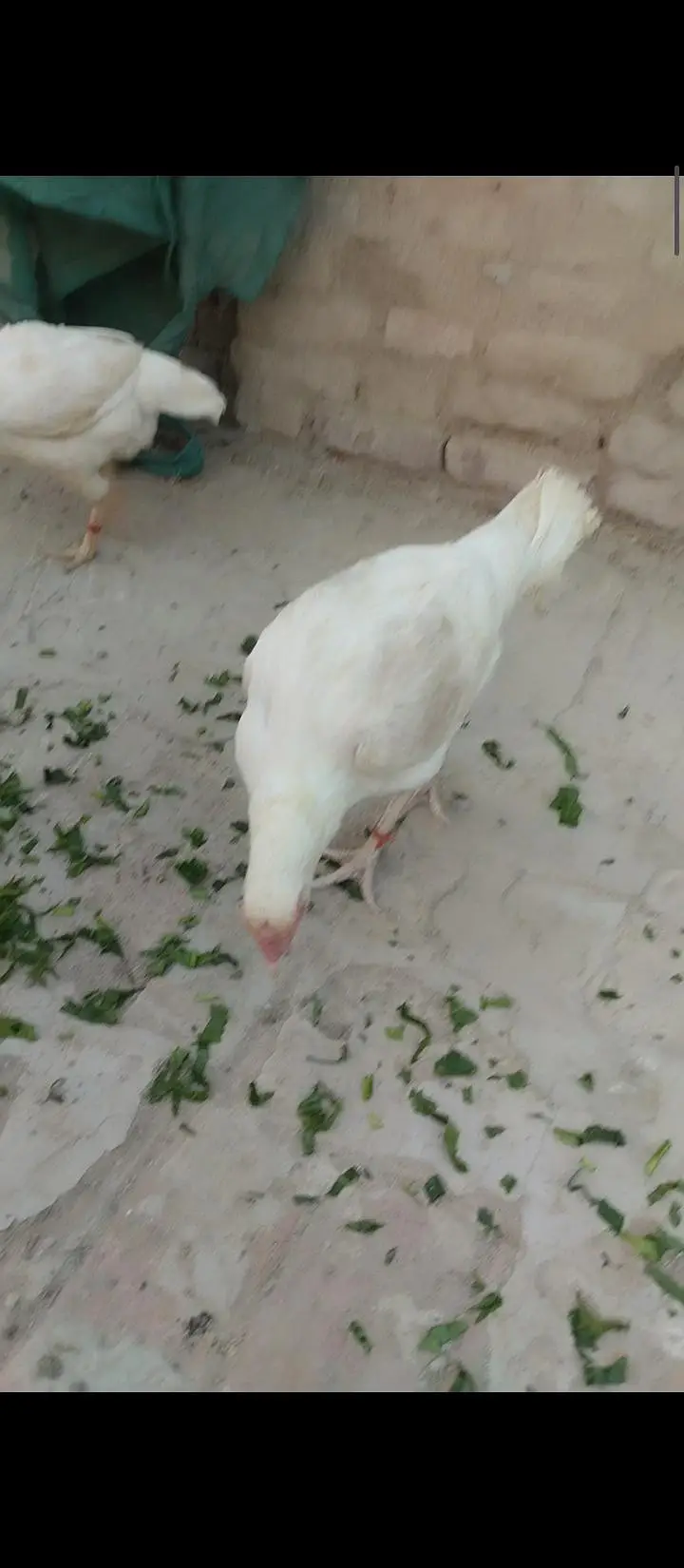 0332-5888301 Pure Quaranteed Heera Hen for sale — photo 2