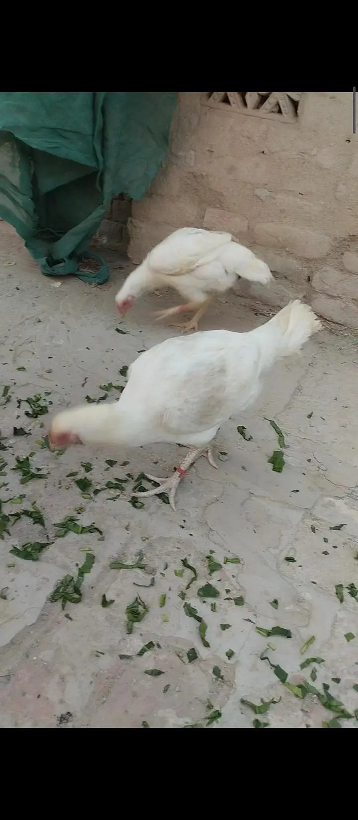 0332-5888301 Pure Quaranteed Heera Hen for sale — photo 3