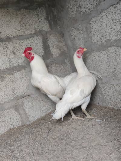 High quality Heera Breeder pair