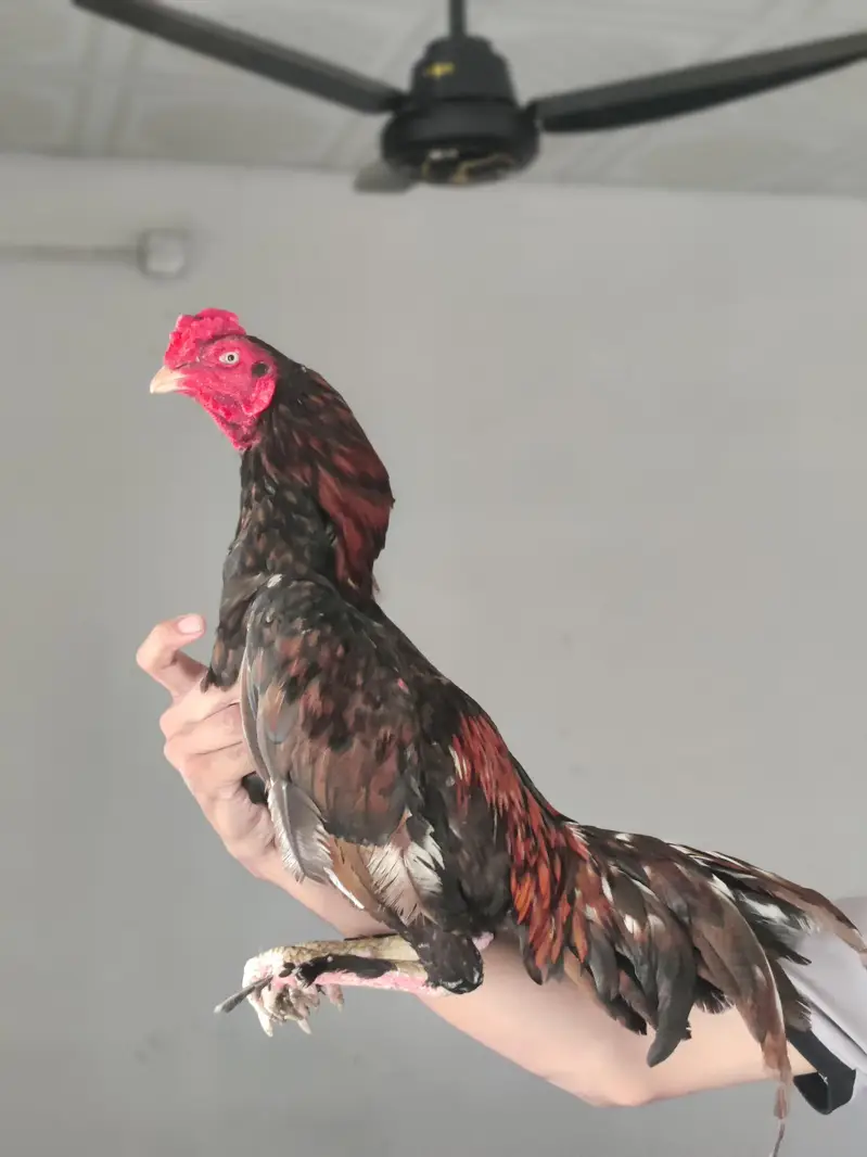 High quality Heera Breeder pair — photo 2