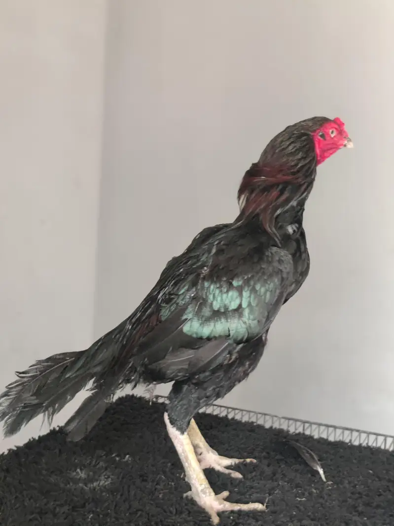 High quality Heera Breeder pair — photo 3