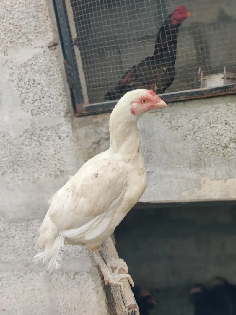 High quality Heera Breeder pair — photo 4