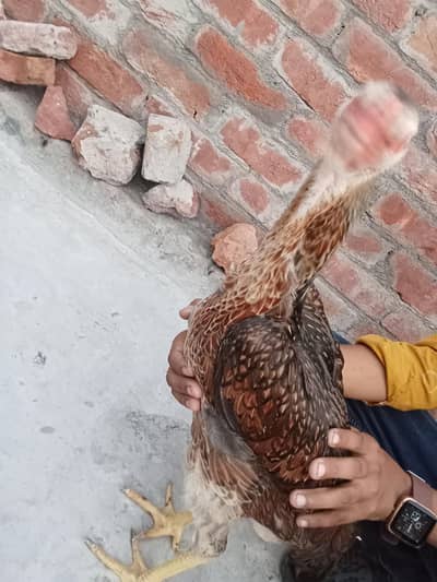 Original Shamo Hen