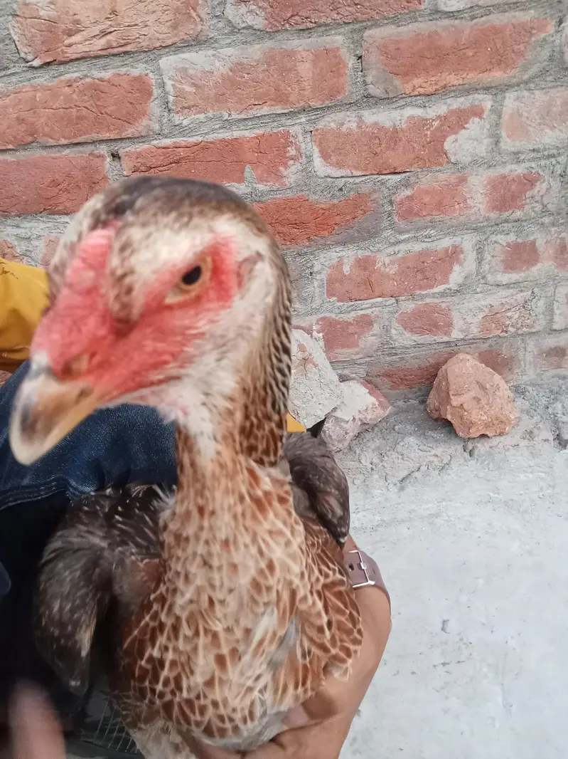 Original Shamo Hen — photo 2
